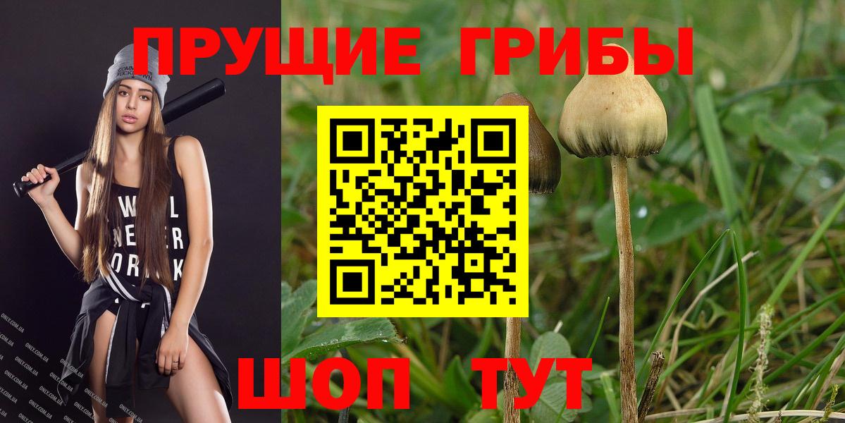 Псилоцибиновые грибы Psilocybe Михайловка